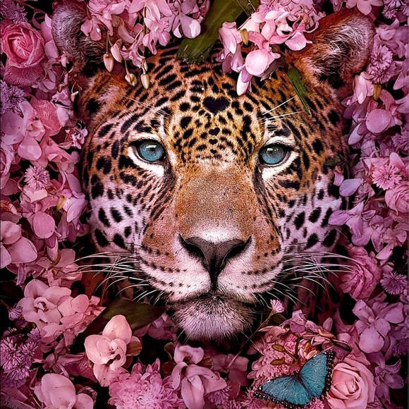 Meet your Posher, Rosa - Picture 1 of 1